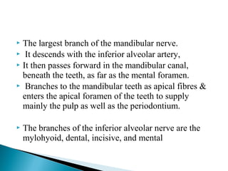  The largest branch of the mandibular nerve.
 It descends with the inferior alveolar artery,
 It then passes forward in the mandibular canal,
beneath the teeth, as far as the mental foramen.
 Branches to the mandibular teeth as apical fibres &
enters the apical foramen of the teeth to supply
mainly the pulp as well as the periodontium.
 The branches of the inferior alveolar nerve are the
mylohyoid, dental, incisive, and mental
 