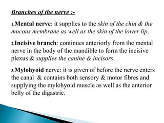 Branches of the nerve :-
1.Mental nerve: it supplies to the skin of the chin & the
mucous membrane as well as the skin of the lower lip.
2.Incisive branch: continues anteriorly from the mental
nerve in the body of the mandible to form the incisive
plexus & supplies the canine & incisors.
3.Mylohyoid nerve: it is given of before the nerve enters
the canal & contains both sensory & motor fibres and
supplying the mylohyoid muscle as well as the anterior
belly of the digastric.
 