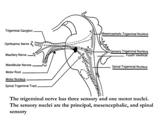 The trigeminal nerve has three sensory and one motor nuclei.
The sensory nuclei are the principal, mesencephalic, and spinal
sensory
 