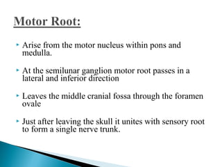  Arise from the motor nucleus within pons and
medulla.
 At the semilunar ganglion motor root passes in a
lateral and inferior direction
 Leaves the middle cranial fossa through the foramen
ovale
 Just after leaving the skull it unites with sensory root
to form a single nerve trunk.
 