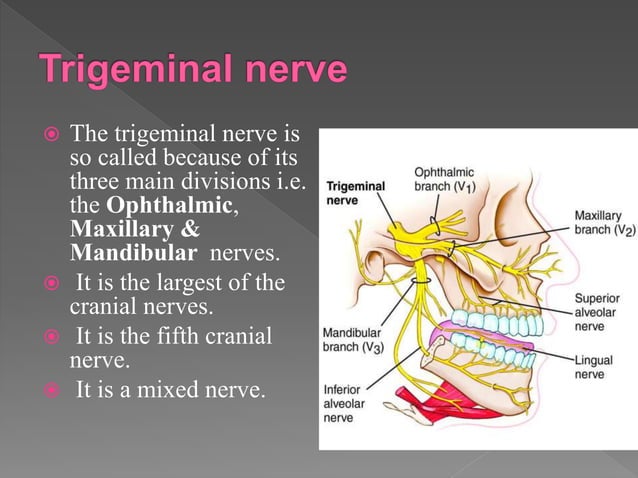 trigeminal-nerve-ppt-ppt