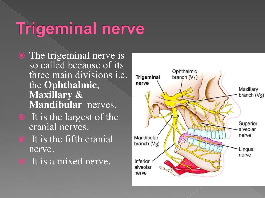 Trigeminal Nerve Sensory Distribution