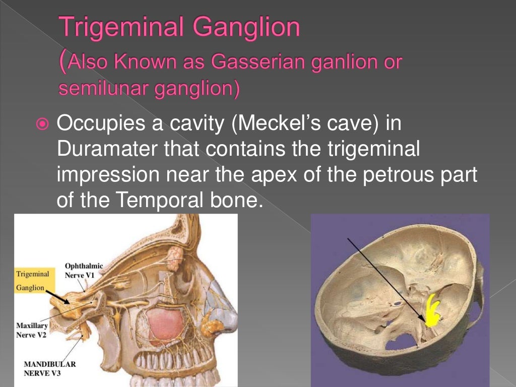 trigeminal-nerve-ppt