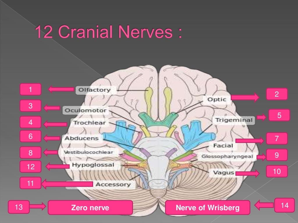 trigeminal-nerve-ppt