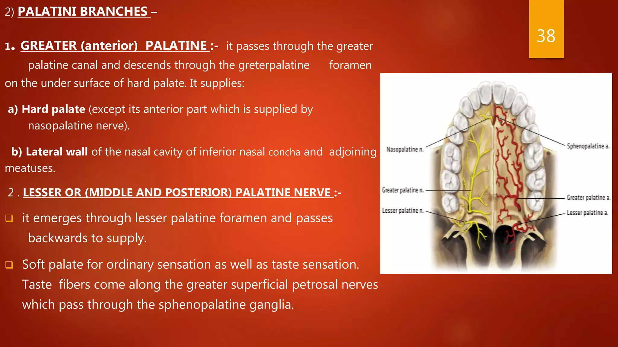 Trigeminal nerve ppt | PPTX