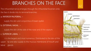 Trigeminal nerve ppt | PPTX