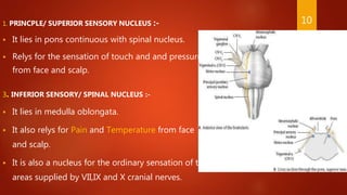 1. PRINCPLE/ SUPERIOR SENSORY NUCLEUS :-
 It lies in pons continuous with spinal nucleus.
 Relys for the sensation of touch and and pressure
from face and scalp.
3. INFERIOR SENSORY/ SPINAL NUCLEUS :-
 It lies in medulla oblongata.
 It also relys for Pain and Temperature from face
and scalp.
 It is also a nucleus for the ordinary sensation of the
areas supplied by VII,IX and X cranial nerves.
10
 