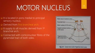 MOTOR NUCLEUS
 It is located in pons medial to principal
sensory nucleus.
 Derived from first brancheal arch.
 It supply to all muscles derived from 1st
branchial arch.
 Connected with corticonuclear fibres of the
pyramidal tract of both sides.
11
 