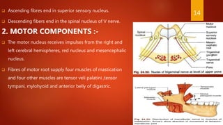  Ascending fibres end in superior sensory nucleus.
 Descending fibers end in the spinal nucleus of V nerve.
2. MOTOR COMPONENTS :-
 The motor nucleus receives impulses from the right and
left cerebral hemispheres, red nucleus and mesencephalic
nucleus.
 Fibres of motor root supply four muscles of mastication
and four other muscles are tensor veli palatini ,tensor
tympani, mylohyoid and anterior belly of digastric.
14
 