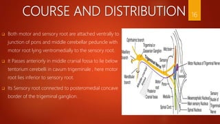 COURSE AND DISTRIBUTION
 Both motor and sensory root are attached ventrally to
junction of pons and middle cerebellar peduncle with
motor root lying ventromedially to the sensory root.
 It Passes anteriorly in middle cranial fossa to lie below
tentorium cerebelli in cavum trigeminale , here motor
root lies inferior to sensory root.
 Its Sensory root connected to posteromedial concave
border of the trigeminal ganglion.
16
 