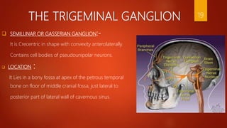 THE TRIGEMINAL GANGLION
 SEMILUNAR OR GASSERIAN GANGLION:-
It is Crecentric in shape with convexity anterolaterally.
Contains cell bodies of pseudounipolar neurons.
 LOCATION :
It Lies in a bony fossa at apex of the petrous temporal
bone on floor of middle cranial fossa, just lateral to
posterior part of lateral wall of cavernous sinus.
19
 