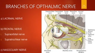 BRANCHES OF OPTHALMIC NERVE
a) LACRIMAL NERVE
b) FRONTAL NERVE
i. Supraorbital nerve
ii. Supratrochlear nerve
c) NASOCILIARY NERVE
25
 