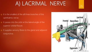 A) LACRIMAL NERVE
 It is the smallest of the all three branches of the
ophthalmic nerve.
 It passes into the orbit at the lateral angle of the
superior orbital fissure.
 It supplies sensory fibres to the gland and adjacent
conjunctiva.
26
 