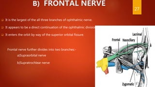 B) FRONTAL NERVE
 It is the largest of the all three branches of ophthalmic nerve.
 It appears to be a direct continuation of the ophthalmic division.
 It enters the orbit by way of the superior orbital fissure.
Frontal nerve further divides into two branches:-
a)Supraorbital nerve
b)Supratrochlear nerve
27
 