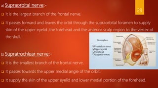 a) Supraorbital nerve:-
 it is the largest branch of the frontal nerve.
 It passes forward and leaves the orbit through the supraorbital foramen to supply
skin of the upper eyelid ,the forehead and the anterior scalp region to the vertex of
the skull.
b) Supratrochlear nerve:-
 It is the smallest branch of the frontal nerve.
 It passes towards the upper medial angle of the orbit.
 It supply the skin of the upper eyelid and lower medial portion of the forehead.
28
 