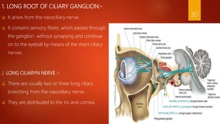 1. LONG ROOT OF CILIARY GANGLION:-
 It arises from the nasociliary nerve.
 It contains sensory fibres ,which passes through
the ganglion without synapsing and continue
on to the eyeball by means of the short ciliary
nerves.
2. LONG CILIARYN NERVE :-
 There are usually two or three long ciliary
branching from the nasociliary nerve.
 They are distributed to the iris and cornea.
30
 