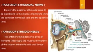 3. POSTERIOR ETHMOIDAL NERVE :-
It enters the posterior ethmoidal canal to
be distributed to the mucous membrane lining
the posterior ethmoidal cells and the sphenoid
sinus.
4. ANTERIOR ETHMOID NERVE :-
The anterior ethmoidal nerve gives of
filaments that supply the mucous membrane
of the anterior ethmoidal cells and frontal
sinus.
31
 