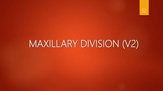 MAXILLARY DIVISION (V2)
32
 
