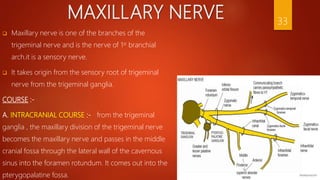 MAXILLARY NERVE
 Maxillary nerve is one of the branches of the
trigeminal nerve and is the nerve of 1st branchial
arch.it is a sensory nerve.
 It takes origin from the sensory root of trigeminal
nerve from the trigeminal ganglia.
COURSE :-
A. INTRACRANIAL COURSE :- from the trigeminal
ganglia , the maxillary division of the trigeminal nerve
becomes the maxillary nerve and passes in the middle
cranial fossa through the lateral wall of the cavernous
sinus into the foramen rotundum. It comes out into the
pterygopalatine fossa.
33
 