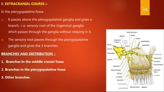 B. EXTRACRANIAL COURSE :-
In the pterygopalatine fossa
a) It passes above the pterygopalatine ganglia and gives a
branch, <.e. sensory root of the trigeminal ganglia
which passes through the ganglia without relaying in it.
b) The sensory root passes through the pterygopalatine
ganglia and gives the 3 branches.
BRANCHES AND DISTRIBUTION :
1. Branches In the middle cranial fossa
2. Branches in the pterygopalatine fossa
3. Other branches
34
 