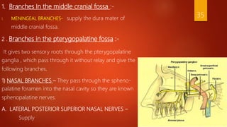1. Branches In the middle cranial fossa :-
I. MENINGEAL BRANCHES- supply the dura mater of
middle cranial fossa.
2 . Branches in the pterygopalatine fossa :-
It gives two sensory roots through the pterygopalatine
ganglia , which pass through it without relay and give the
following branches.
1) NASAL BRANCHES – They pass through the spheno-
palatine foramen into the nasal cavity so they are known
sphenopalatine nerves.
A. LATERAL POSTERIOR SUPERIOR NASAL NERVES –
Supply
35
 