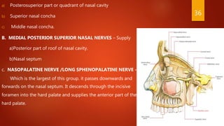 a) Posterosuperior part or quadrant of nasal cavity
b) Superior nasal concha
c) Middle nasal concha.
B. MEDIAL POSTERIOR SUPERIOR NASAL NERVES – Supply
a)Posterior part of roof of nasal cavity.
b)Nasal septum
c. NASOPALATINE NERVE /LONG SPHENOPALATINE NERVE -
Which is the largest of this group. it passes downwards and
forwards on the nasal septum. It descends through the incisive
foramen into the hard palate and supplies the anterior part of the
hard palate.
36
 