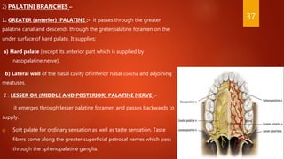 2) PALATINI BRANCHES –
1. GREATER (anterior) PALATINE :- it passes through the greater
palatine canal and descends through the greterpalatine foramen on the
under surface of hard palate. It supplies:
a) Hard palate (except its anterior part which is supplied by
nasopalatine nerve).
b) Lateral wall of the nasal cavity of inferior nasal concha and adjoining
meatuses.
2 . LESSER OR (MIDDLE AND POSTERIOR) PALATINE NERVE :-
it emerges through lesser palatine foramen and passes backwards to
supply.
a) Soft palate for ordinary sensation as well as taste sensation. Taste
fibers come along the greater superficial petrosal nerves which pass
through the sphenopalatine ganglia.
37
 