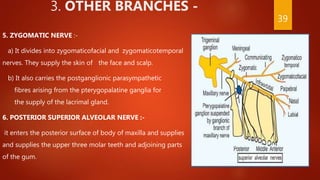 3. OTHER BRANCHES -
5. ZYGOMATIC NERVE :-
a) It divides into zygomaticofacial and zygomaticotemporal
nerves. They supply the skin of the face and scalp.
b) It also carries the postganglionic parasympathetic
fibres arising from the pterygopalatine ganglia for
the supply of the lacrimal gland.
6. POSTERIOR SUPERIOR ALVEOLAR NERVE :-
it enters the posterior surface of body of maxilla and supplies
and supplies the upper three molar teeth and adjoining parts
of the gum.
39
 