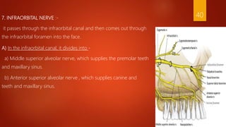 7. INFRAORBITAL NERVE :-
it passes through the infraorbital canal and then comes out through
the infraorbital foramen into the face.
A) In the infraorbital canal, it divides into -
a) Middle superior alveolar nerve, which supplies the premolar teeth
and maxillary sinus.
b) Anterior superior alveolar nerve , which supplies canine and
teeth and maxillary sinus.
40
 