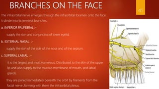 BRANCHES ON THE FACE
The infraorbital nerve emerges through the infraorbital foramen onto the face
it divide into its terminal branches.
a. INFERIOR PALPEBRAL :-
supply the skin and conjunctiva of lower eyelid.
b. EXTERNAL NASAL :-
supply the skin of the side of the nose and of the septum.
c. SUPERIAL LABIAL :-
it is the largest and most numerous, Distributed to the skin of the upper
lip and also supply to the mucous membrane of mouth, and labial
glands.
they are joined immediately beneath the orbit by filaments from the
facial nerve ,forming with them the infraorbital plexus.
41
 