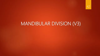 MANDIBULAR DIVISION (V3)
42
 