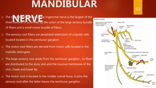 MANDIBULAR
NERVE The mandibular division of the trigeminal nerve is the largest of the
three division, it is formed by the union of the large sensory bundle
of fibers and a small motor bundle of fibers.
 The sensory root fibers are peripheral extensions of unipolar cells
located located in the semilunar ganglion.
 The motor root fibers are derived from motor cells located in the
medulla oblongata.
 The large sensory root arises from the semilunar ganglion , its fibers
are distributed to the dura, skin and the mucous membrane of the
chin, cheek and lower lip.
 The motor root is located in the middle cranial fossa ,it joins the
sensory root after the latter leaves the semilunar ganglion.
43
 