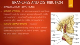 BRANCHES AND DISTRIBUTION
44
1. BRANCHES FROM NERVE TRUNK :-
A. NERVOUS SPINOSUS - It is a sensory nerve and ascends up.
It passes through the foramen spinosum along with middle
meningeal artery , branches of maxillary artery. Both the
nerve and artery supply the middle meningeal artery.
B. NERVE TO MEDIAL PTERYGOID – it supplies
a)Medial pterygoid from its deep surface. It gives a motor
root to otic ganglia but do not relay in it. then it supplies
the Tensor palate , Tensor tympani.
 