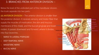 3. BRANCHES FROM ANTERIOR DIVISION :-
45Below the level of the undivided part of the mandibular division,
the trunk separate into two parts :
(A) ANTERIOR DIVISION – The anterior division is smaller then
the posterior division. It receives sensory and motor fiber that
supply the muscles of mastication, the skin and mucous
membrane of the cheek, and the buccal gingivae and lower
molars. It passes downward and forward ,where it divides
into four branches.
1. NERVE TO LATERAL PTERYGOID
2. DEEP TEMPORAL NERVE
3. MASSETERIC NERVE
4. BUCCAL NERVE
 