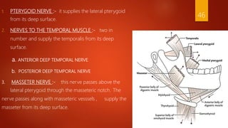 1. PTERYGOID NERVE :- it supplies the lateral pterygoid
from its deep surface.
2. NERVES TO THE TEMPORAL MUSCLE :- two in
number and supply the temporalis from its deep
surface.
a. ANTERIOR DEEP TEMPORAL NERVE
b. POSTERIOR DEEP TEMPORAL NERVE
3. MASSETER NERVE :- this nerve passes above the
lateral pterygoid through the masseteric notch. The
nerve passes along with masseteric vesssels , supply the
masseter from its deep surface.
46
 