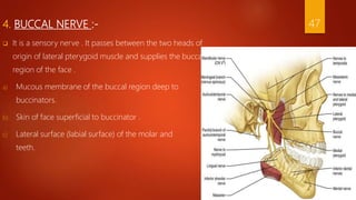 4. BUCCAL NERVE :-
 It is a sensory nerve . It passes between the two heads of
origin of lateral pterygoid muscle and supplies the buccal
region of the face .
a) Mucous membrane of the buccal region deep to
buccinators.
b) Skin of face superficial to buccinator .
c) Lateral surface (labial surface) of the molar and
teeth.
47
 