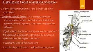 3. BRANCHES FROM POSTERIOR DIVISION-
 It gives three sensory branches , one of which also carries
motor fibres.
1. AURICULO-TEMPORAL NERVE :- it is a sensory nerve and
ascends upwards between the neck of the mandible and
sphenomandibular ligaments. It lies lateral to spine of the
sphenoid.
o It gives a auricular branch to lateral surface of the upper part of
the upper part of the auricle and tragus of the auricle and
outer surface of the tympanic membrane.
o It supplies the temporomandibular joint.
o It supplies the skin of the face , scalp and temporal region.
48
 
