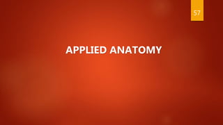 APPLIED ANATOMY
57
 