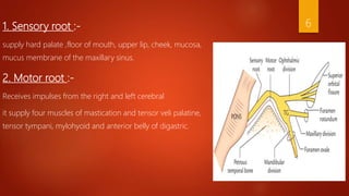1. Sensory root :-
supply hard palate ,floor of mouth, upper lip, cheek, mucosa,
mucus membrane of the maxillary sinus.
2. Motor root :-
Receives impulses from the right and left cerebral
it supply four muscles of mastication and tensor veli palatine,
tensor tympani, mylohyoid and anterior belly of digastric.
6
 