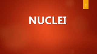 NUCLEI
7
 