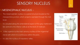 SENSORY NUCLEUS
1. MESENCEPHALIC NUCLEUS :-
 The mesencephalic nucleus is a paired structure located at the
mesopontine junction, which projects cephalad through the mid
brain.
 It is situated along the anterolateral aspect of the grey matterand
lies ventral to the inferior colliculi at the level of midbrain.
 It lies superior to the main sensory nucleus of the trigeminal
nerve with which it is continuous within the pons.
 It is also the nucleus of masseteric reflex.
9
 