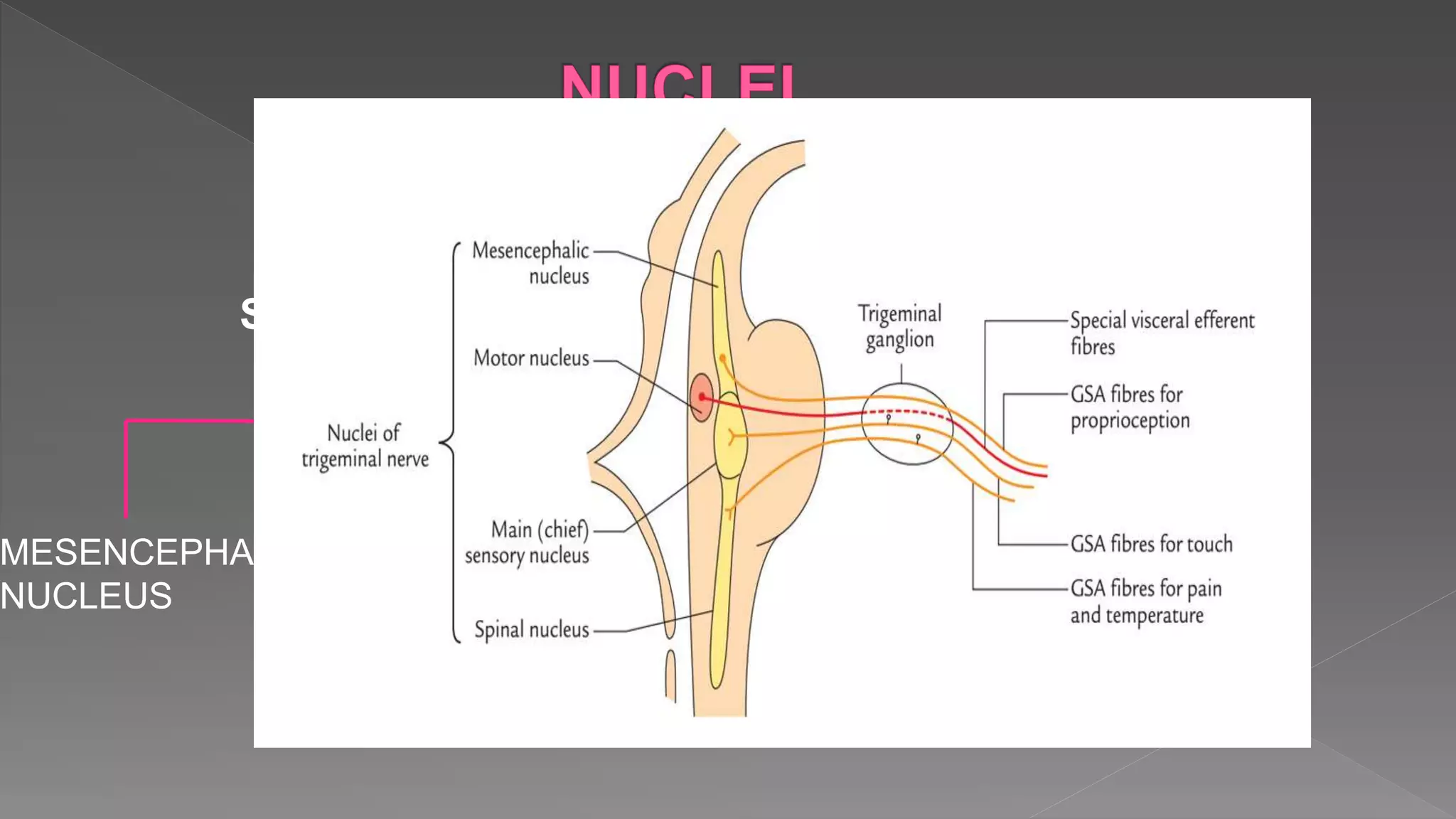 SENSORY NUCLEUS MOTOR
NUCLEU
S
MESENCEPHALIC
NUCLEUS
SUPERIOR
SENSORY
NUCLEUS
SPINAL
NUCLEUS
 