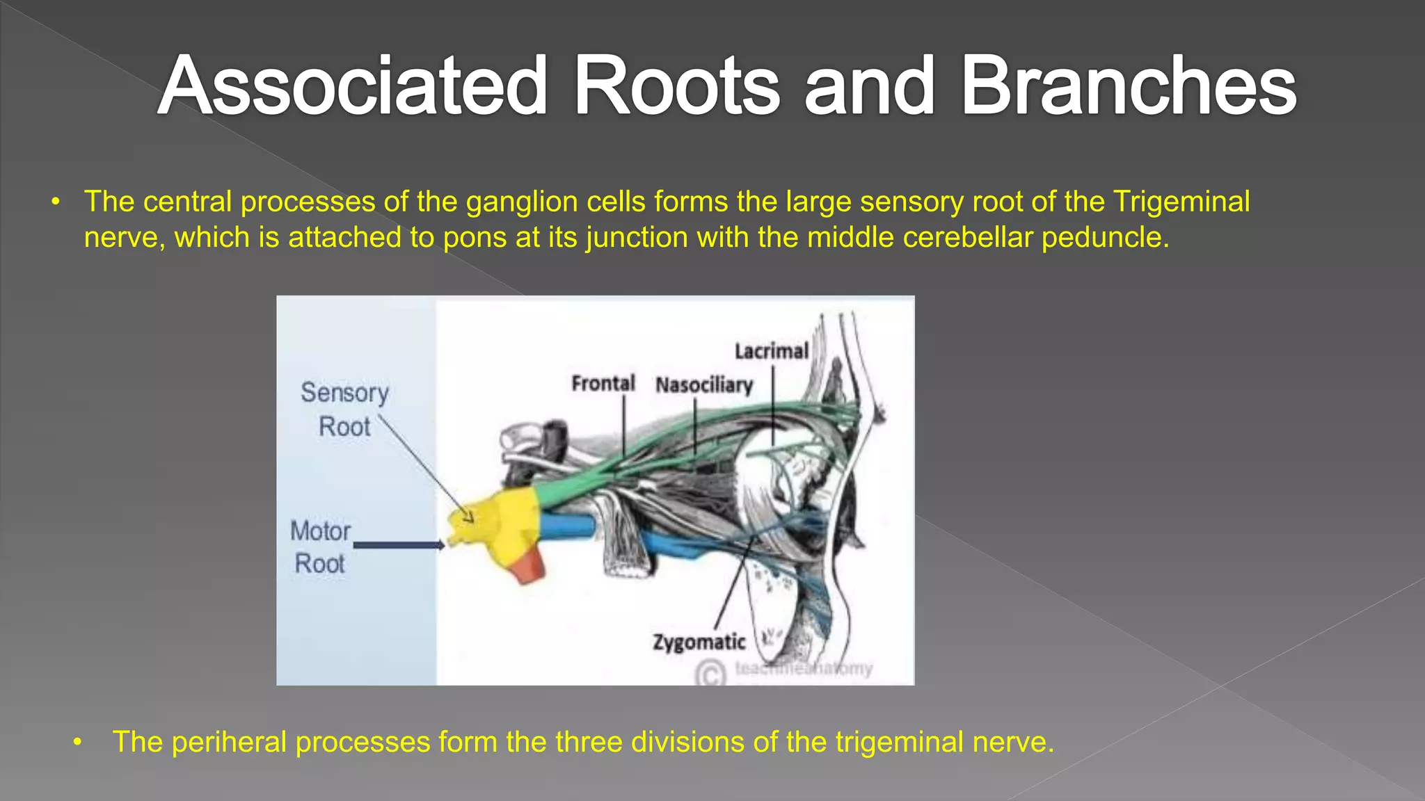 • The central processes of the ganglion cells forms the large sensory root of the Trigeminal
nerve, which is attached to pons at its junction with the middle cerebellar peduncle.
• The periheral processes form the three divisions of the trigeminal nerve.
 