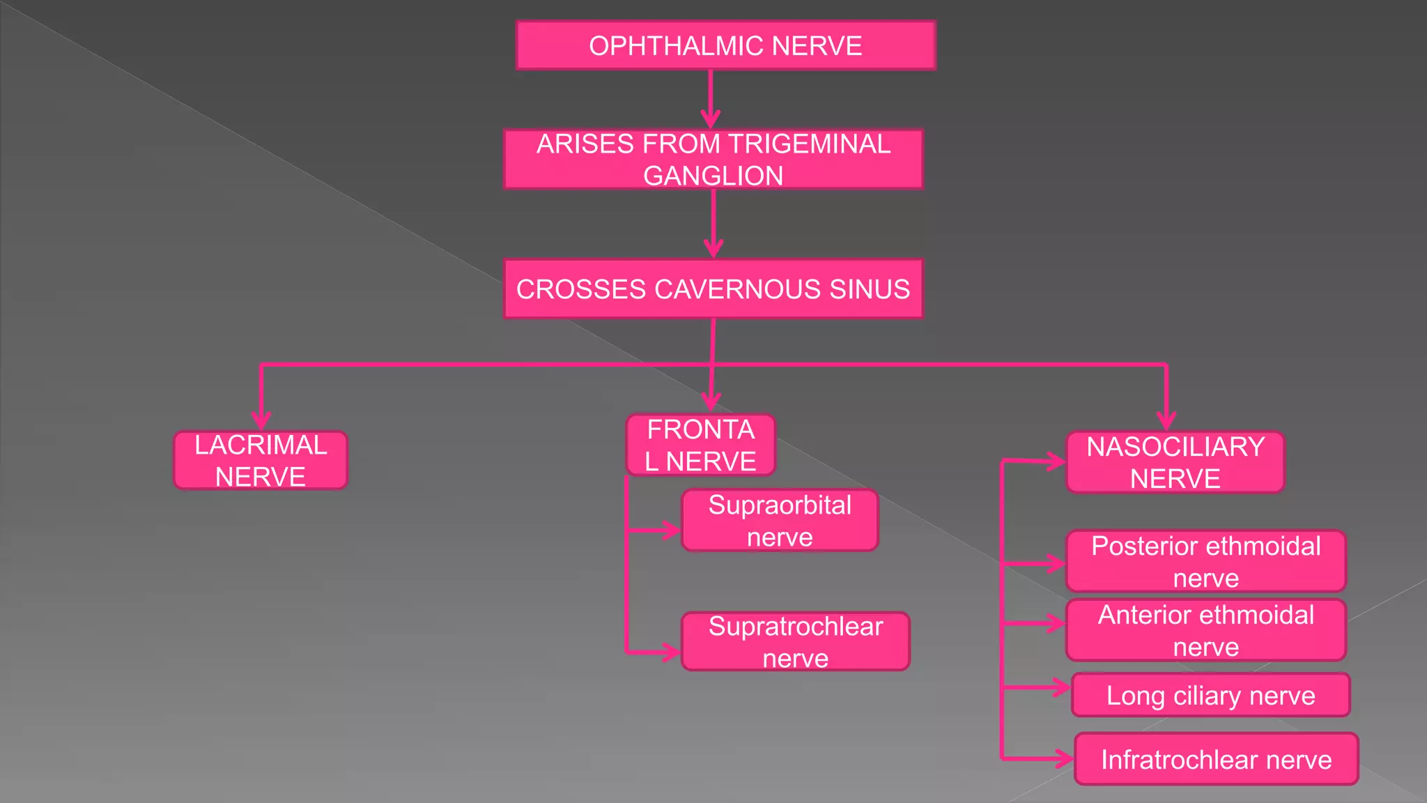 OPHTHALMIC NERVE
ARISES FROM TRIGEMINAL
GANGLION
CROSSES CAVERNOUS SINUS
LACRIMAL
NERVE
FRONTA
L NERVE
NASOCILIARY
NERVE
Supratrochlear
nerve
Posterior ethmoidal
nerve
Anterior ethmoidal
nerve
Infratrochlear nerve
Long ciliary nerve
Supraorbital
nerve
 