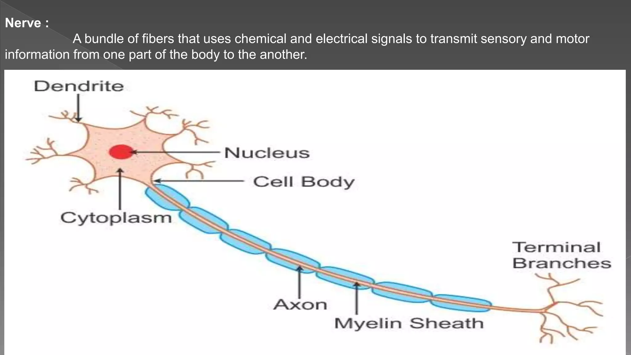 Nerve :
A bundle of fibers that uses chemical and electrical signals to transmit sensory and motor
information from one part of the body to the another.
 