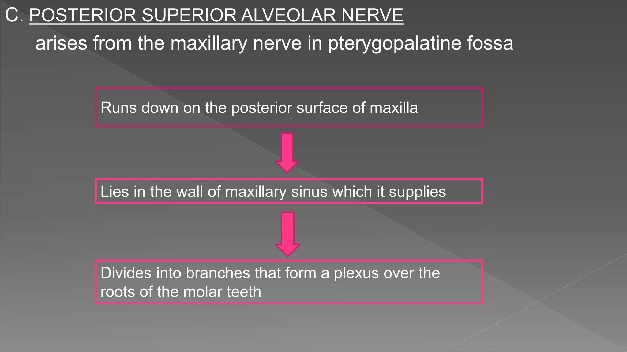 C. POSTERIOR SUPERIOR ALVEOLAR NERVE
arises from the maxillary nerve in pterygopalatine fossa
Runs down on the posterior surface of maxilla
Lies in the wall of maxillary sinus which it supplies
Divides into branches that form a plexus over the
roots of the molar teeth
 