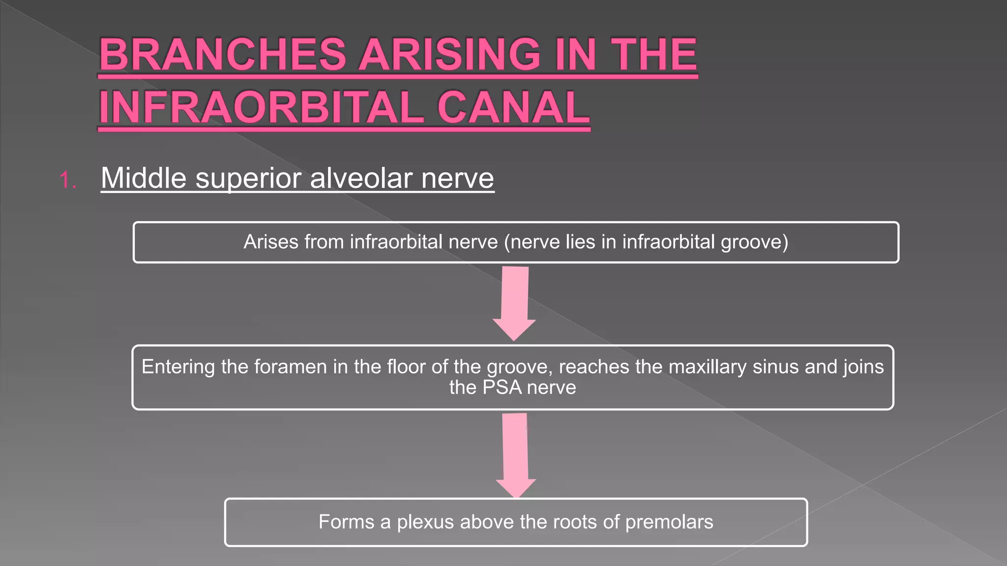 1. Middle superior alveolar nerve
Arises from infraorbital nerve (nerve lies in infraorbital groove)
Entering the foramen in the floor of the groove, reaches the maxillary sinus and joins
the PSA nerve
Forms a plexus above the roots of premolars
 
