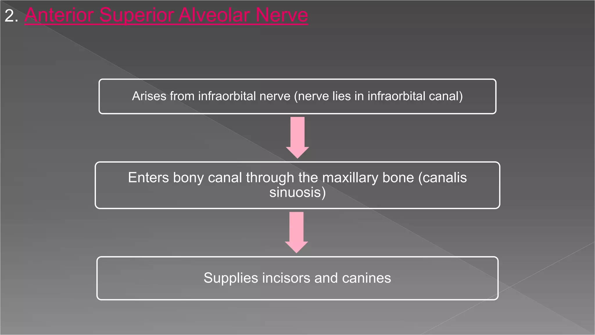 2. Anterior Superior Alveolar Nerve
Arises from infraorbital nerve (nerve lies in infraorbital canal)
Enters bony canal through the maxillary bone (canalis
sinuosis)
Supplies incisors and canines
 