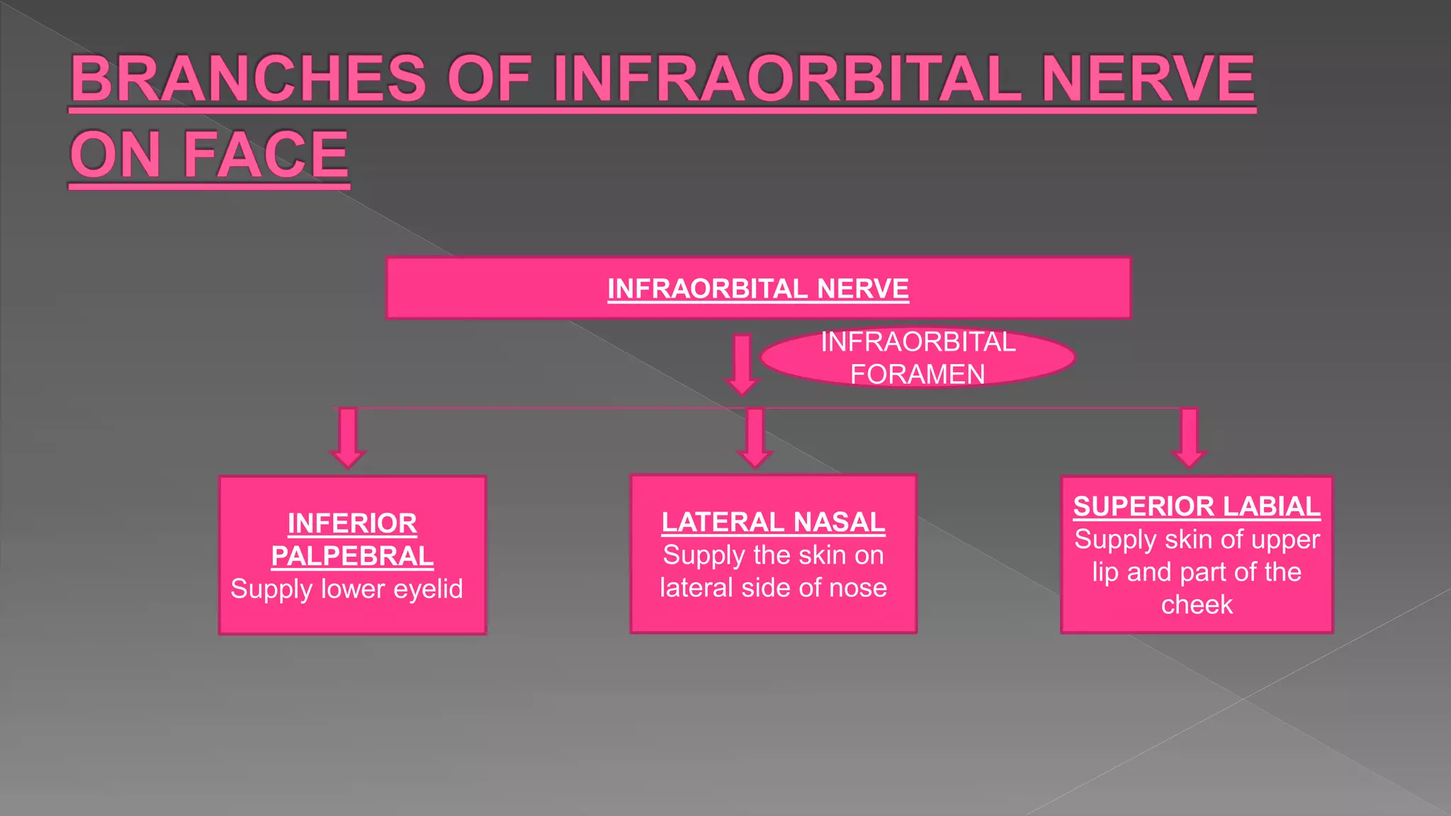 INFRAORBITAL NERVE
INFRAORBITAL
FORAMEN
INFERIOR
PALPEBRAL
Supply lower eyelid
LATERAL NASAL
Supply the skin on
lateral side of nose
SUPERIOR LABIAL
Supply skin of upper
lip and part of the
cheek
 