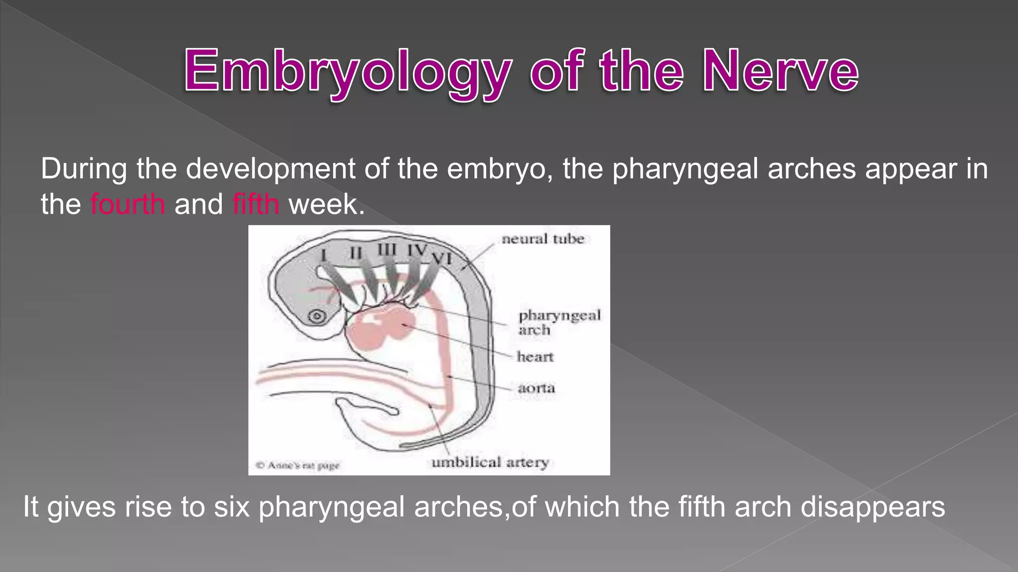 During the development of the embryo, the pharyngeal arches appear in
the fourth and fifth week.
It gives rise to six pharyngeal arches,of which the fifth arch disappears
 